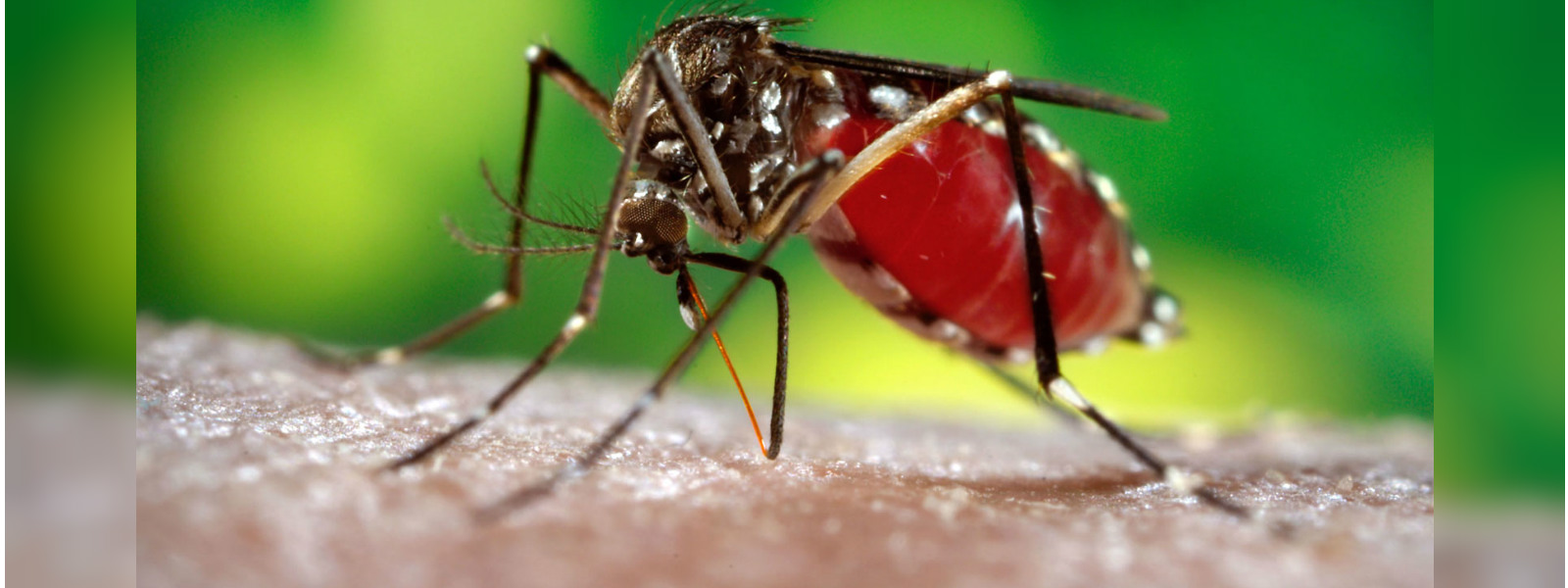 දිවයින පුරා ඩෙංගු මර්දන වැඩසටහනක්